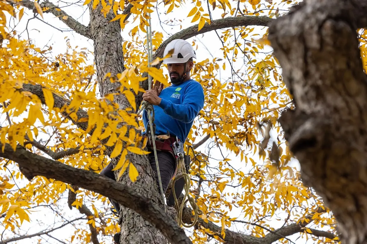 Skilled Tree Transplanting crew working in Kittery